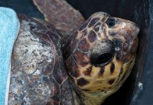 Glavate želve više nisu ugrožena vrsta i sve ih je više u Mediteranu