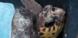 Glavate želve više nisu ugrožena vrsta i sve ih je više u Mediteranu