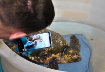 Pula na prvoj liniji spašavanja morskih kornjača u Hrvatskoj