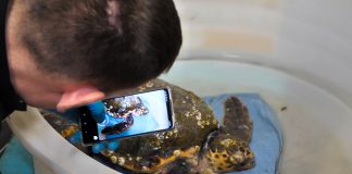 Pula na prvoj liniji spašavanja morskih kornjača u Hrvatskoj