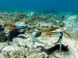 Plavi rak – invazivan i ukusan stanovnik Jadrana