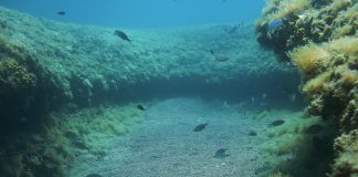 Podmorje Brijuna skriva ružičasto dno