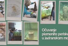 Kod Poreča pronađen rekordan broj malih periski