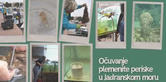 Kod Poreča pronađen rekordan broj malih periski