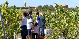 Berba grožđa za tradicionalno desertno vino Vin de rosa