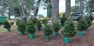 PULA: Povrat unajmljenih božićnih drvca