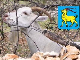 Istarska koza – ugrožena pasmina s istarskog grba