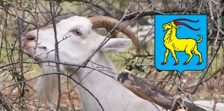 Istarska koza – ugrožena pasmina s istarskog grba