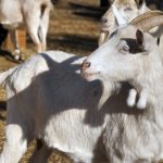 Istarska koza ima budućnost: Raste broj grla i uzgajivača