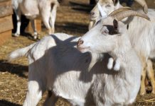 Istarska koza ima budućnost: Raste broj grla i uzgajivača