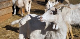 Istarska koza ima budućnost: Raste broj grla i uzgajivača