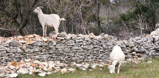 Projekt očuvanja istarske koze