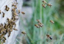 Potpora po košnici: EU otvorila vrata novom modelu pomoći pčelarima