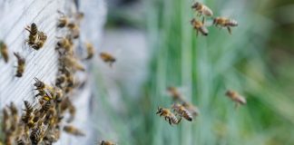 Potpora po košnici: EU otvorila vrata novom modelu pomoći pčelarima