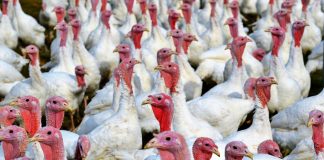 Utvrđena ptičja gripa ptica na slavonskoj farmi purana