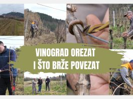 Vinograd orezat i što prije povezat