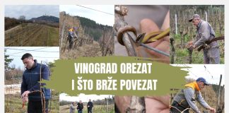 Vinograd orezat i što prije povezat