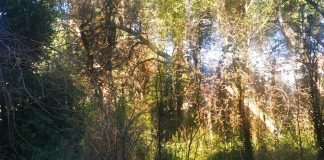 Kreće uređenje šumice iznad Gortanove uvale