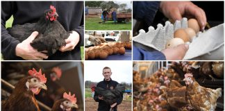 Poljoprivredna emisija Boje zemlje 31.3.2024.