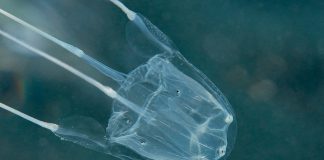 Mediteranska morska osa