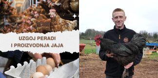 Uzgoj peradi i proizvodnja jaja