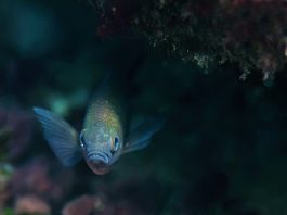 Tajanstvena ribica Jadrana – upoznajte crnelja