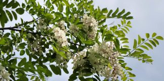 Akacija – korisna invazivna vrsta