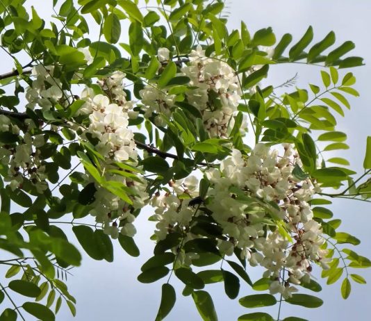 Akacija – korisna invazivna vrsta