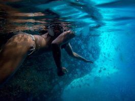 Morski orah – Mnemiopsis leidyi