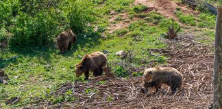 Kuterevo – utočište medvjeda