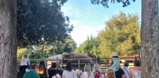 Svjetski dan slonova proslavljen s 52-godišnjom Lankom