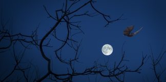 Hrvatska obiluje šišmišima – (sa)čuvajmo ih!