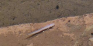 Otkrivene čovječje ribice u centru Pule