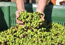 Istarske smotre maslinovog ulja kao poticaj kvaliteti i tradiciji