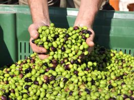 Istarske smotre maslinovog ulja kao poticaj kvaliteti i tradiciji