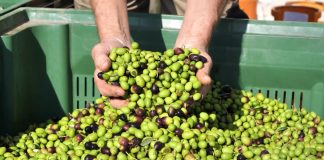 Istarske smotre maslinovog ulja kao poticaj kvaliteti i tradiciji