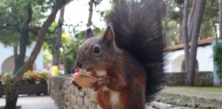 Za porečke vjeverice skrbe vrijedni volonteri
