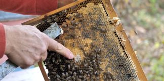 Zdravi med od otrovnih cvijetova