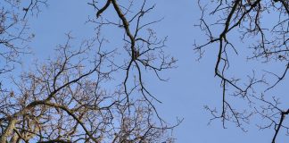 Monumentalna stabla Istre: Prirodni spomenici koje treba čuvati