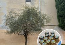 Priča o pulskom sibirskom limunu