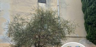 Priča o pulskom sibirskom limunu