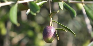 Svjetski dan maslina