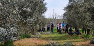 Vodnjanski tečaj rezidbe maslina privlači maslinare i hobiste iz cijele Hrvatske