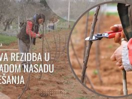 Prva rezidba u mladom nasadu trešanja u Loboriki