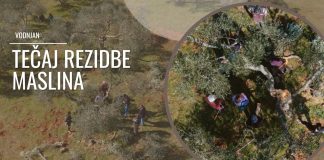 Edukacija ključ uspješnog maslinarstva