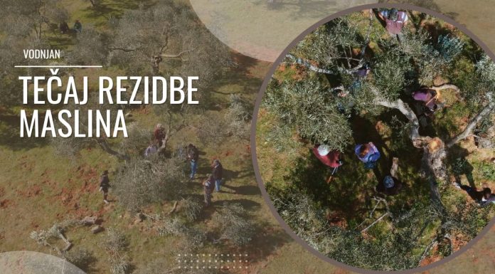 Edukacija ključ uspješnog maslinarstva