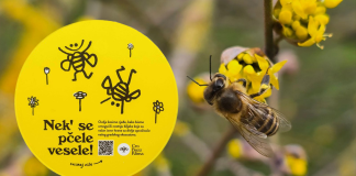 Pčele u urbanim sredinama treba spasiti