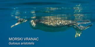 Morski vranac – tajnoviti ronilac Jadrana