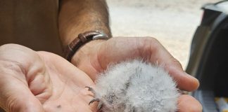 Kamenjak vrijedan i jedinstven lokalitet za istraživanje ćukova