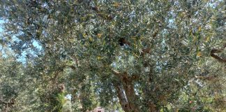 Fažanski Olivari – mjesto gdje masline pričaju svoju priču